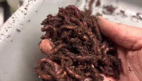 Red Wiggler Composting Worms are by far the most amazing composting worms in the world. 