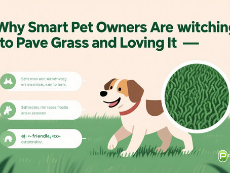 Why Smart Pet Owners Are Switching to Pave Grass and Loving It
