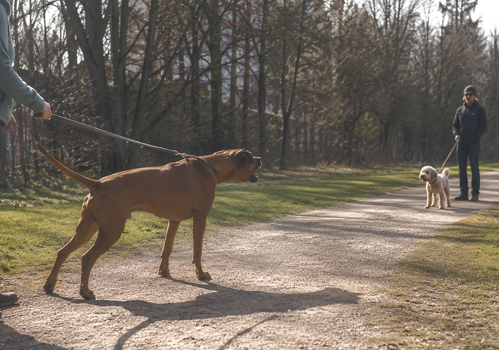 21F5CC7F-5D16-4498-A32E-7C969B4496D1_edited