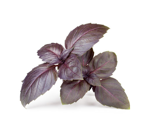 Opal / Red Basil