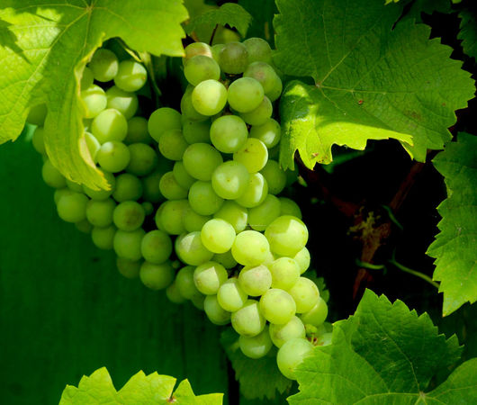 Green and White Grapes