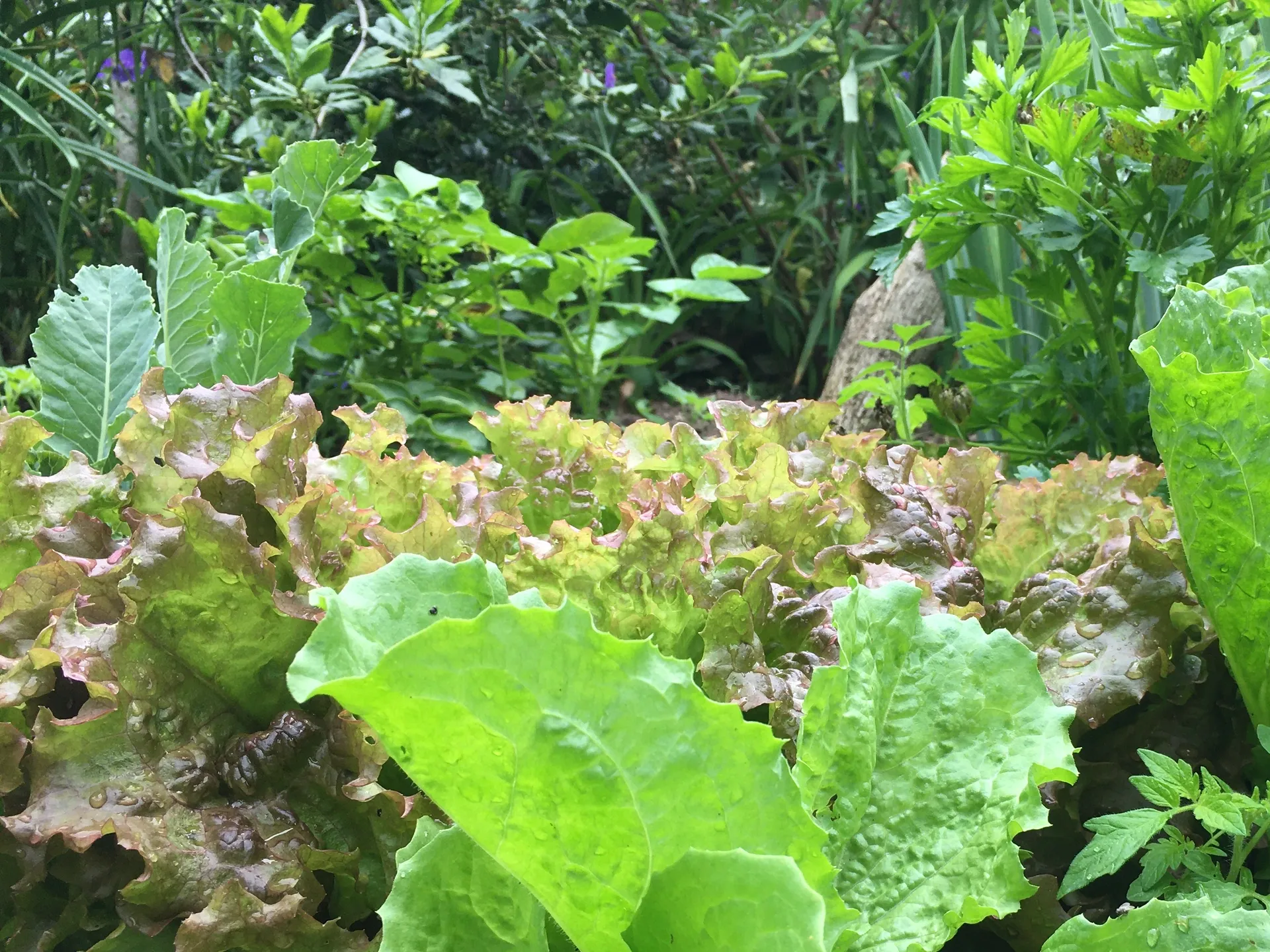Meet-Up at the Rock Creek Community Garden with Jill Phillips