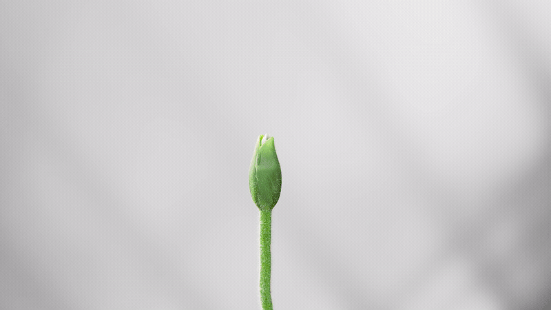 Flower blooming.gif