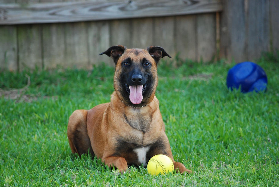 Thumbnail: Deep Deodorizing Pet Shampoo 