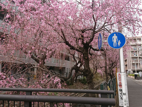二子新生橋の桜