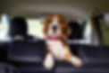 a-beagle-dog-is-sitting-in-the-car-and-waiting-for-2023-11-27-05-03-40-utc.jpg