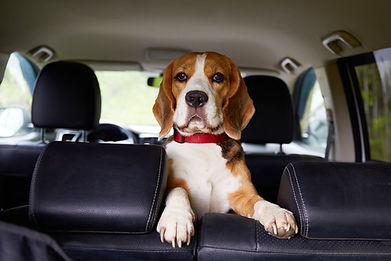 a-beagle-dog-is-sitting-in-the-car