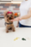female-nutritionist-gives-gelatin-capsule-to-dog-y-2023-11-28-21-28-21-utc.jpg