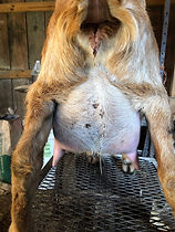 2019 Ana udder.jpeg