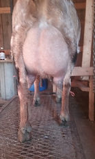 Caledonia Udder.jpeg