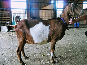 Missie Right side.jpeg