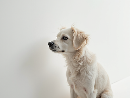 Perruques cheveux humains : l’essentiel pour un look naturel et élégant