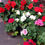 Thumbnail: Geraniums