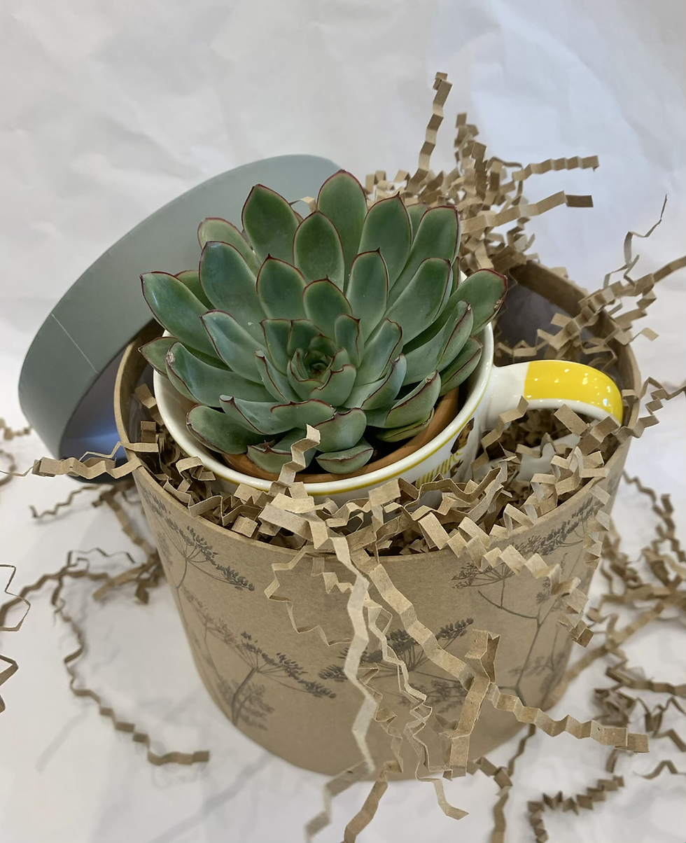 Thumbnail: Succulent & Mug Gift set