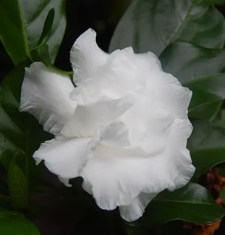 gardenia-2633393_640.webp