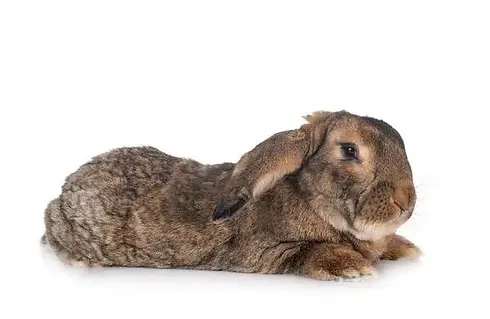 Flemish-Giant.jpg.webp