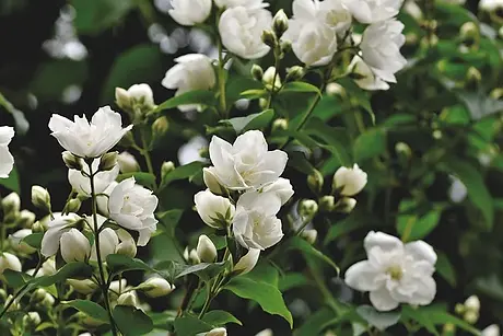 scent-of-jasmine-5267072_640.webp