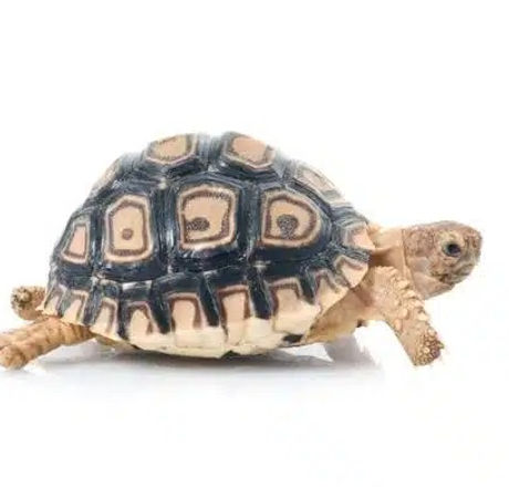 Stigmochelys-pardalis_edited.jpg