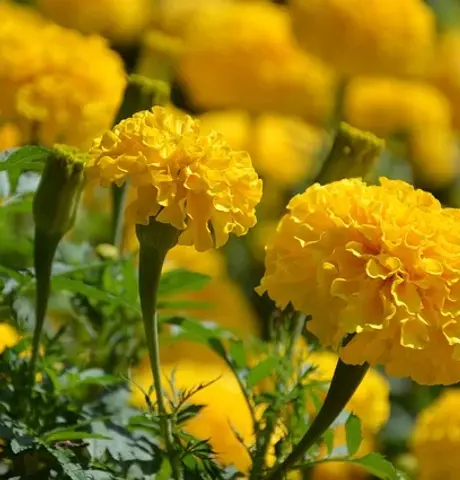flower-3594708_640.webp