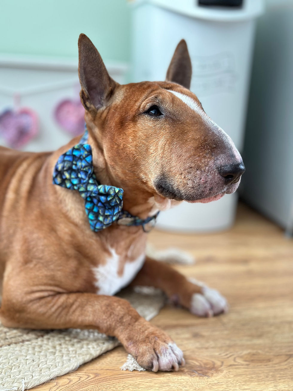 Blue Dragon Scale Collar