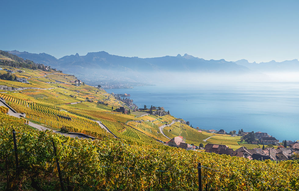 View of Lake Geneva from Lavaux Vineyards, Switzerland