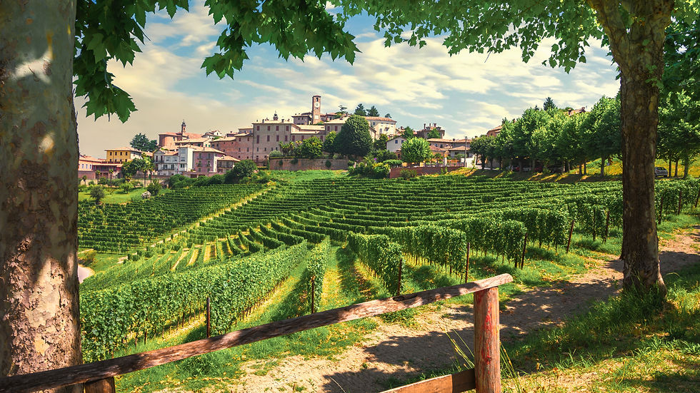 Langhe Vineyards, Piedmont