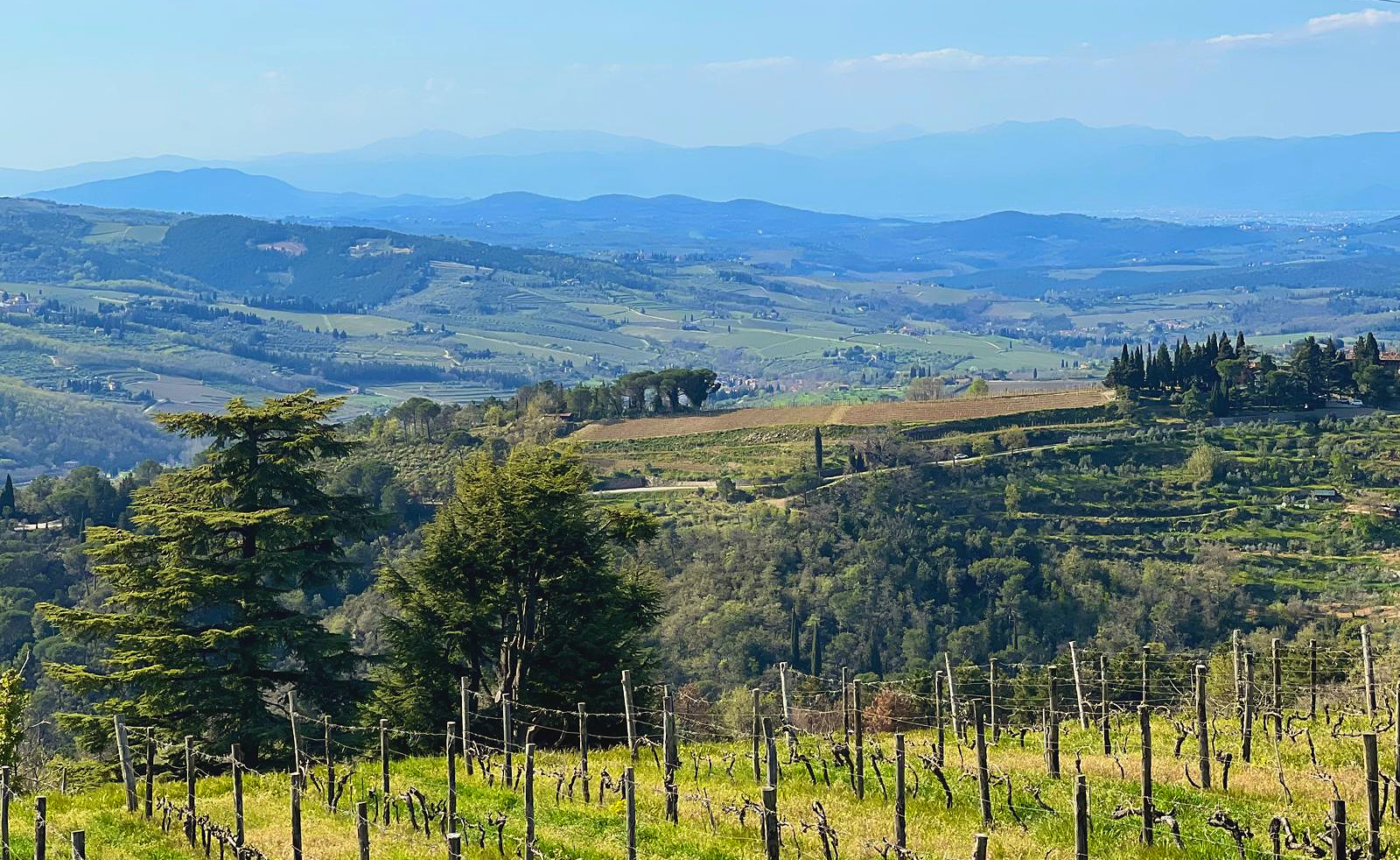 Vineyards near Greve in Chianti