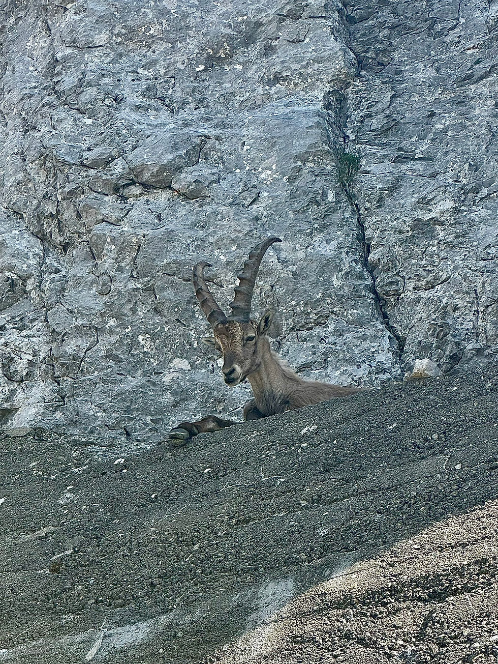 Ibex are a frequent sight at the Summit