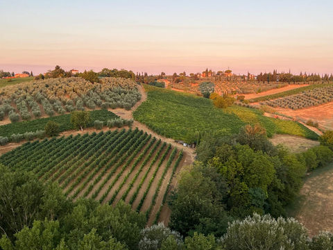 Rolling hills with vineyards