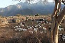 nrt-livestock.jpg