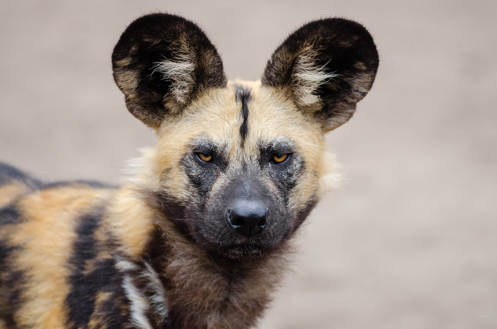 African wild dog health and disease