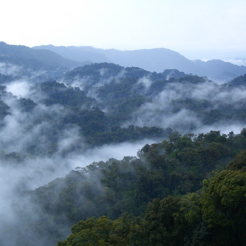 Nyungwe national park