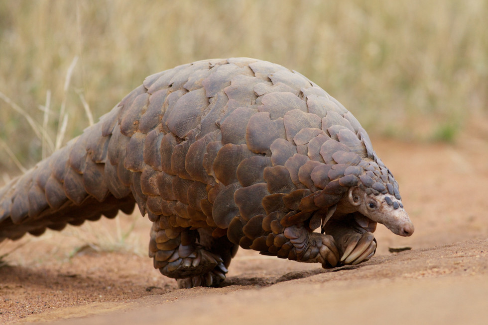 Pangolin conservation