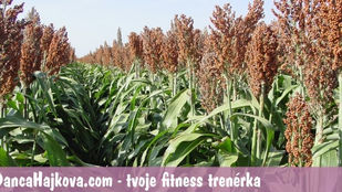 Co je čirok a 2 oblíbené recepty od fitness Danči