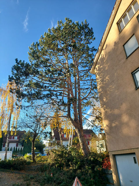 Kevin Häuptli von PROBAUM Schweiz bei der Baumpflege einer Föhre in Winterthur.