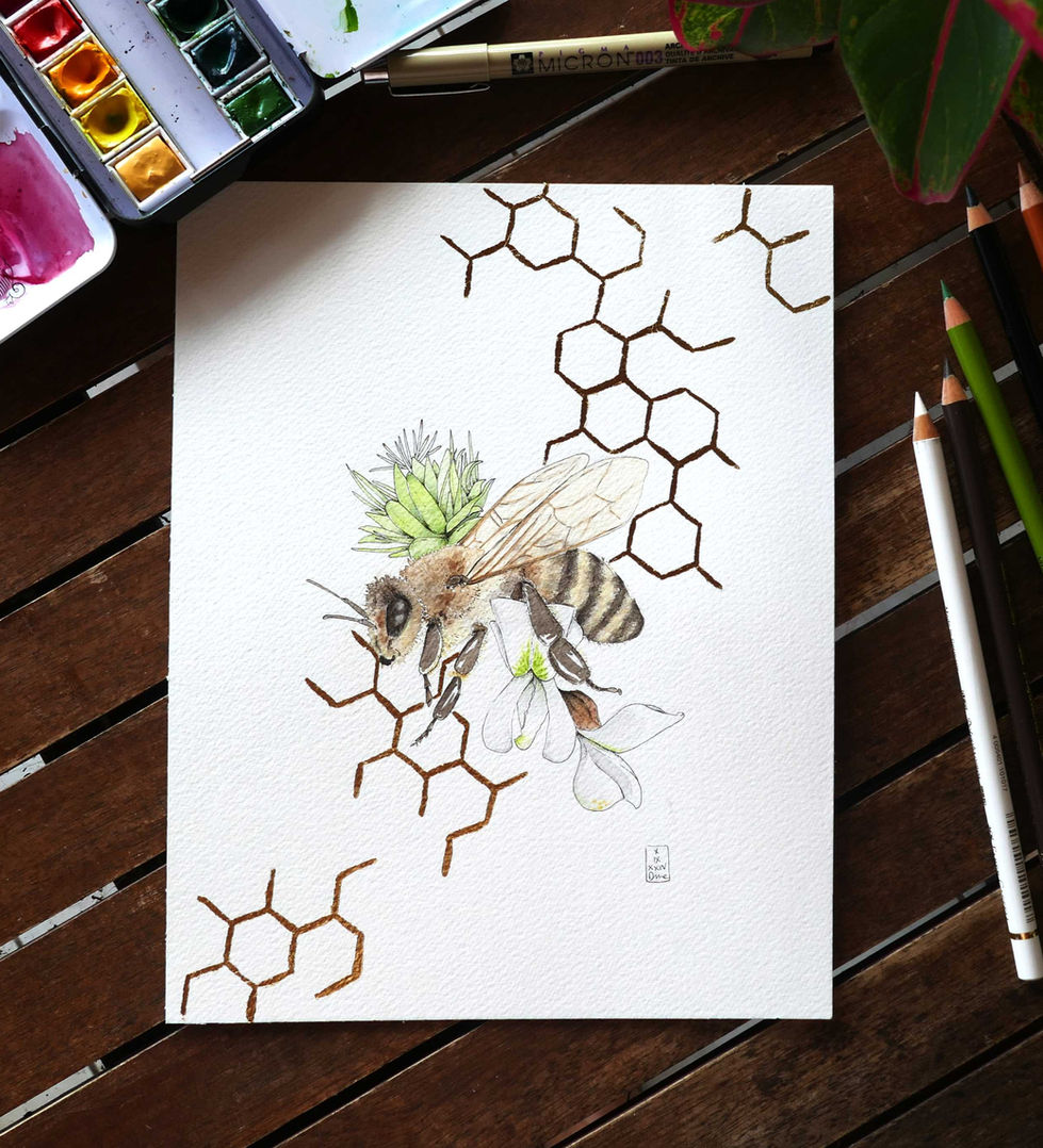 aquarelle d'abeille, fleut d'acacia et fleur de châtaignier