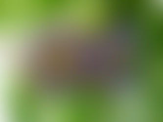 fleur de pomme liane