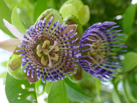 fleur de pomme liane
