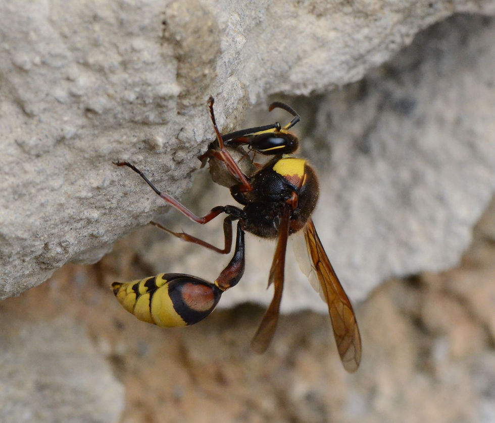 photo d'une guêpe maçonne