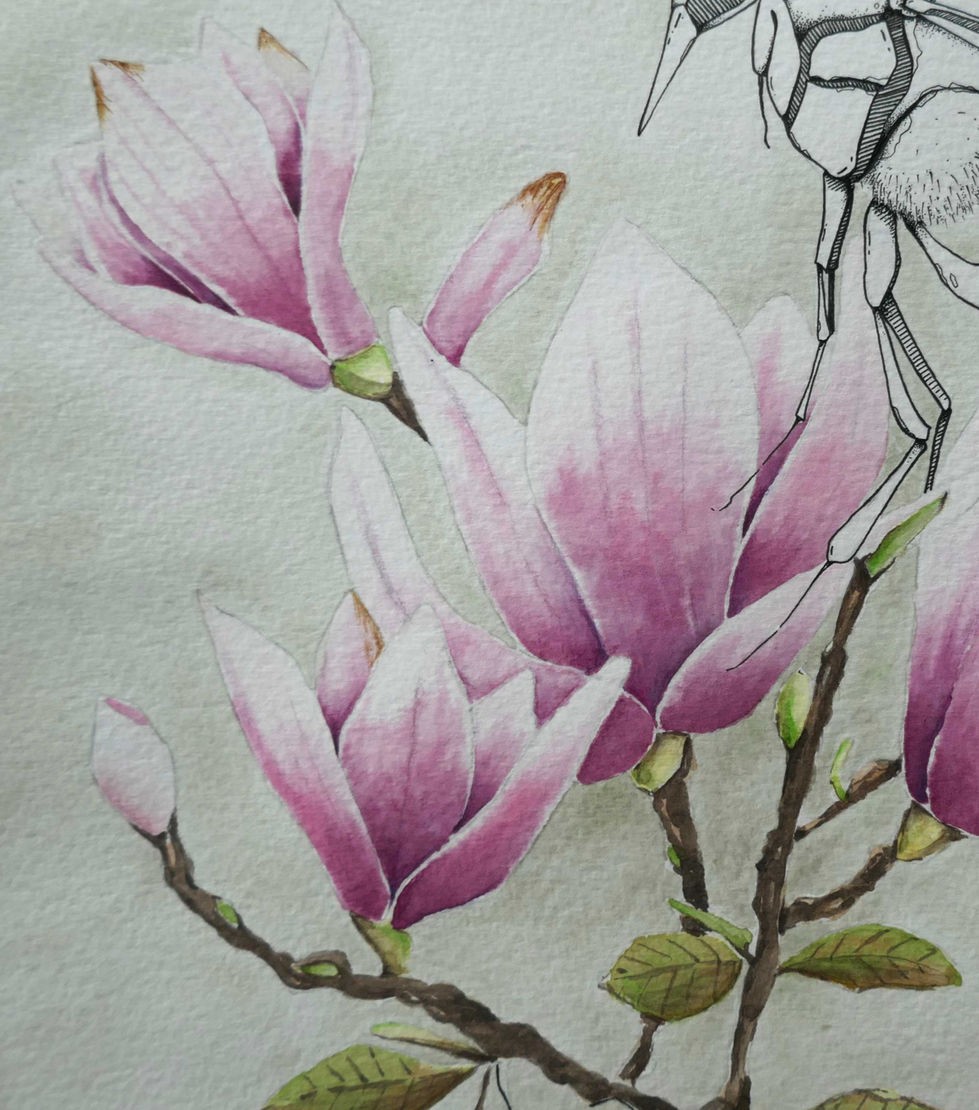 gros plan sur les fleurs de magnolia