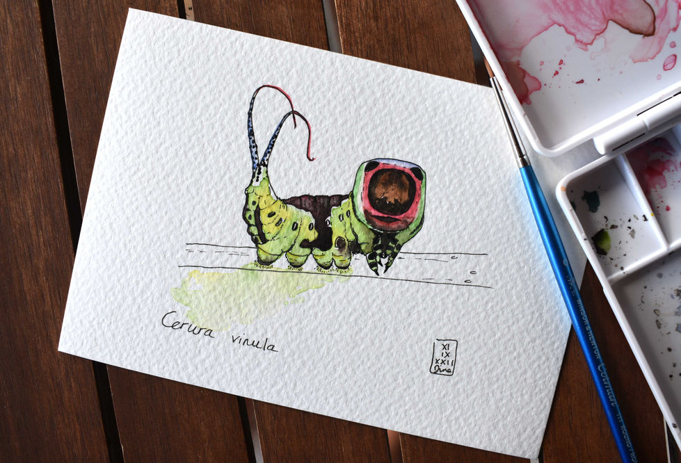 aquarelle de chenille de Cerura vinula