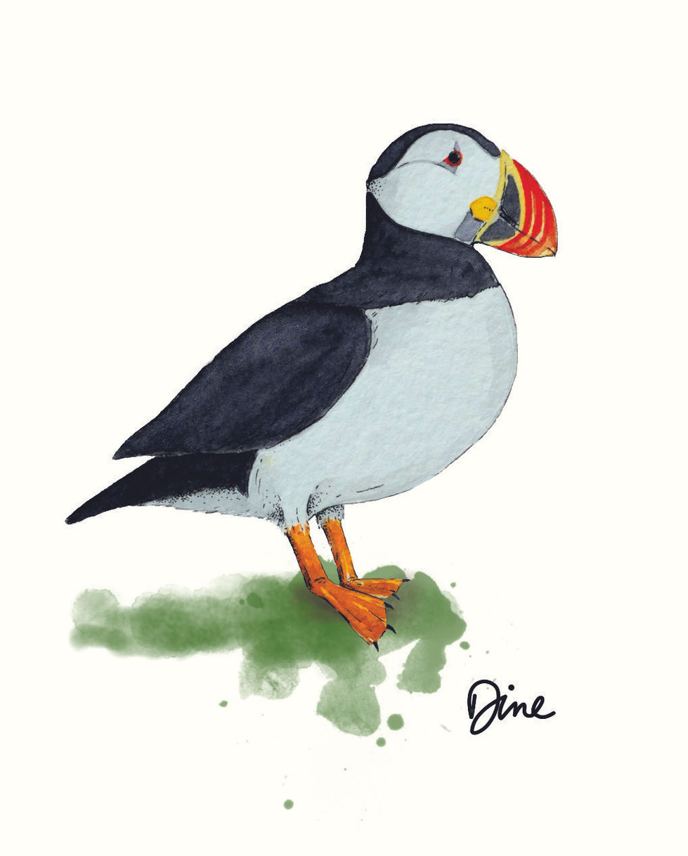 Aquarelle de Macareux moine