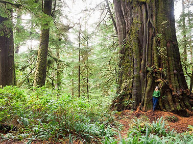 cheewhat-cedar-vancouver-island-bc.jpg