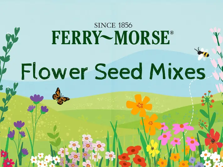 Ferry-Morse wildflowers