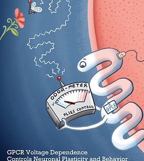 GPCR voltage dependence effects.jpg