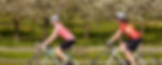 2 bicyclist riding past a cherry orchard in bloom
