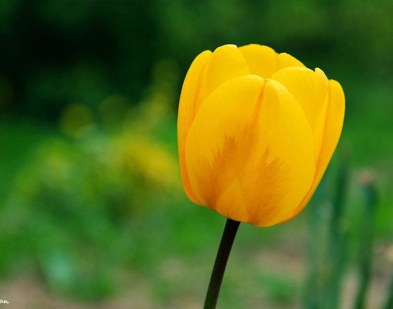 Thumbnail: Tulipanes