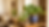 Money Plant Vastu Direction