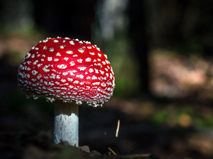 Entheogens and the Human Journey: Mushrooms, Mind, and the Evolution of Consciousness