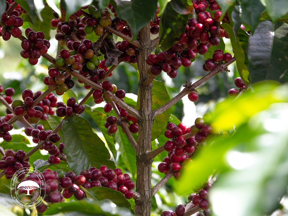 5 Best Guatemala Coffee